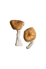 Burmese Magic Mushrooms - Image 3
