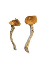 Daddy Long Legs Magic Mushrooms - Image 2