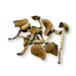 Escondido Magic Mushrooms