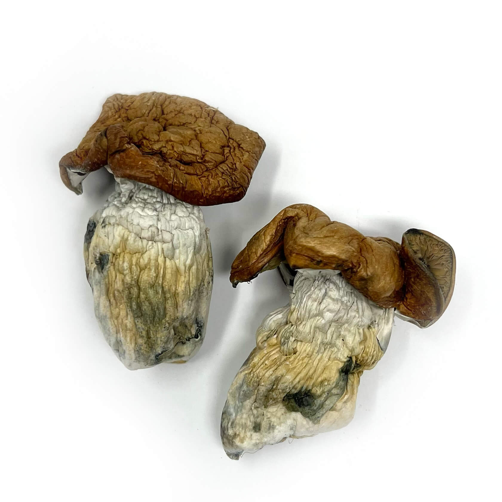 King-Kong.jpg King Kong Magic Mushrooms - Image 1