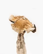 Amazonian Magic Mushrooms - Image 2