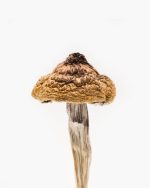B+ Magic Mushrooms - Image 2