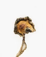 Blue Meanie Magic Mushrooms - Image 2