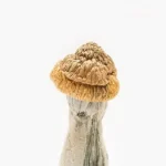 Monster Penis Envy Magic Mushroom - Image 2