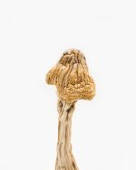 Tri-Color Ecuadorian Magic Mushroom (Premium) - Image 3