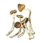 Tidal Wave Magic Mushrooms - Image 2