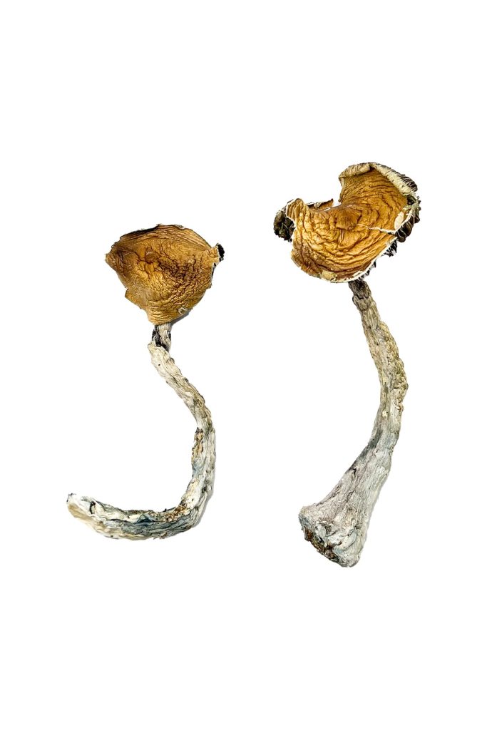 Tidal-Wave-Magic-Mushrooms-683x1024-1.jpg Tidal Wave Magic Mushrooms - Image 1