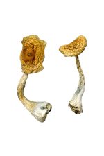 Tidal Wave Magic Mushrooms - Image 4