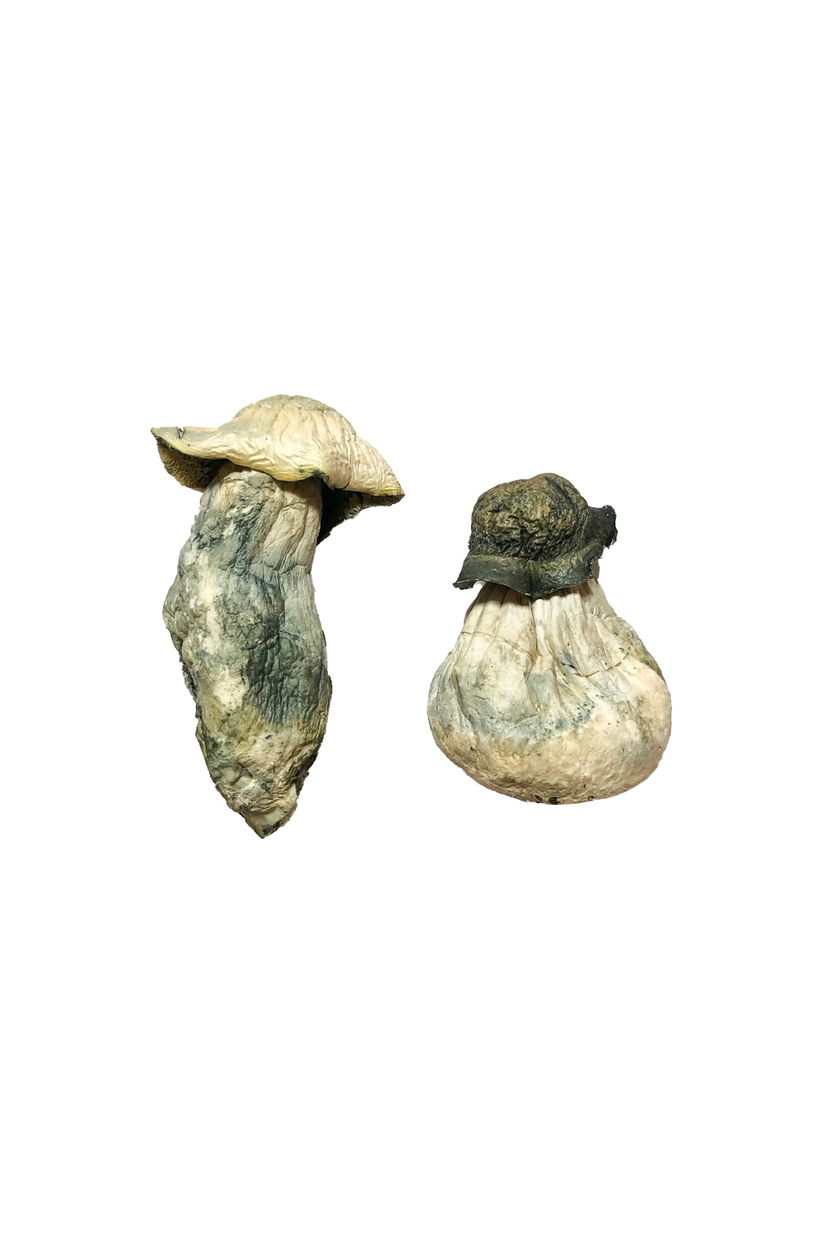 albino-penis-envy-magic-mushrooms.jpg Albino Penis Envy Magic Mushrooms - Image 1
