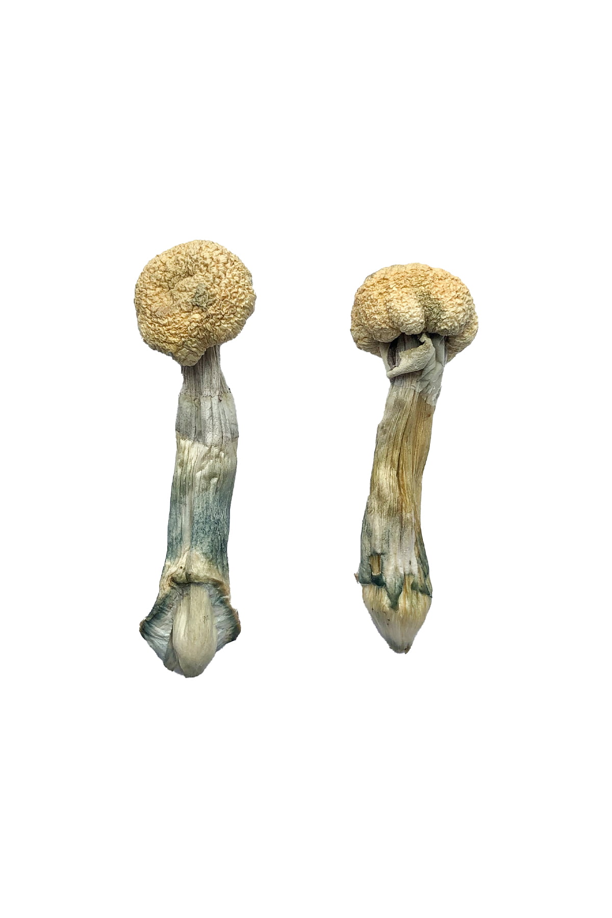 albino-treasure-coast-magic-mushrooms.jpg Albino Treasure Coast Magic Mushrooms - Image 1