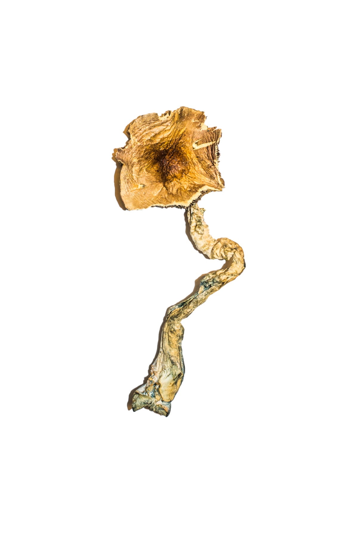 b-magic-mushrooms.jpg B+ Magic Mushrooms - Image 1