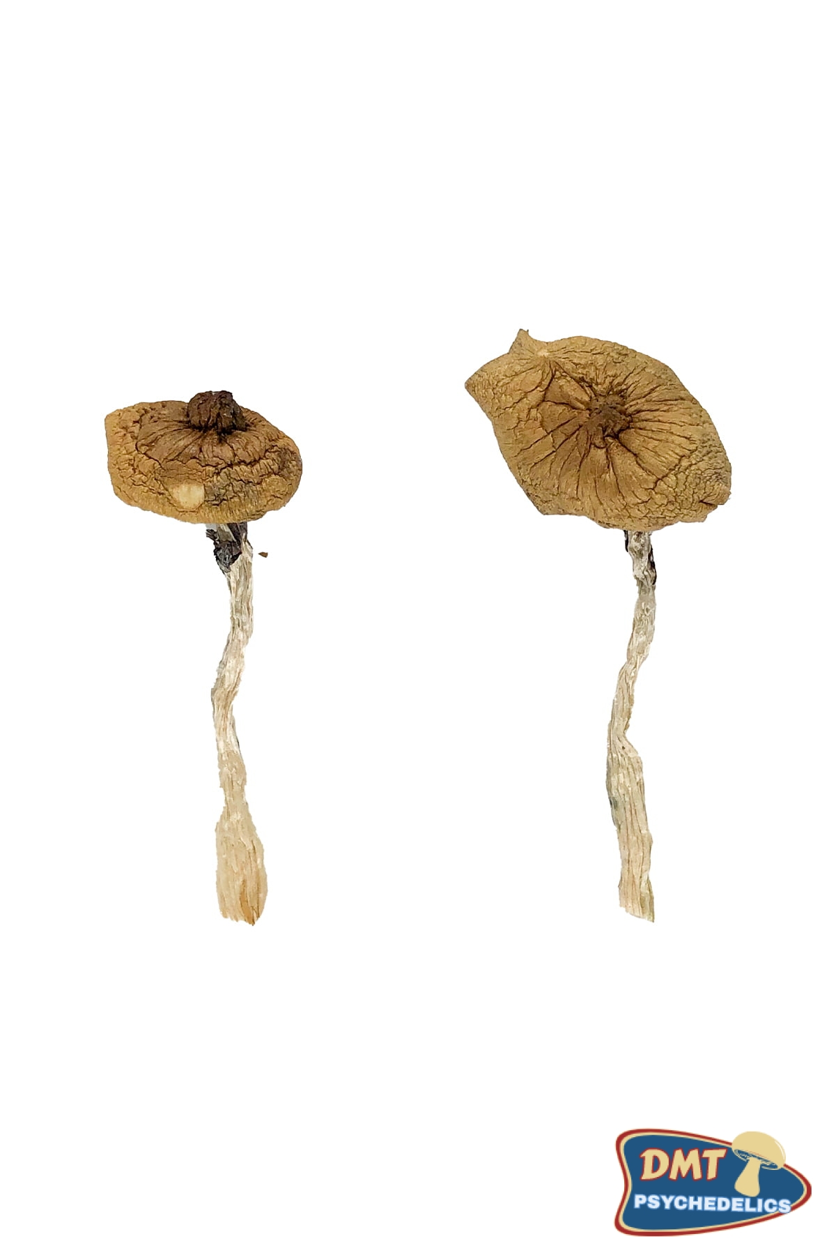 blue-magnolia-rust-magic-mushrooms.jpg Blue Magnolia Rust Magic Mushrooms - Image 1