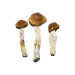 Brazilian Magic Mushrooms
