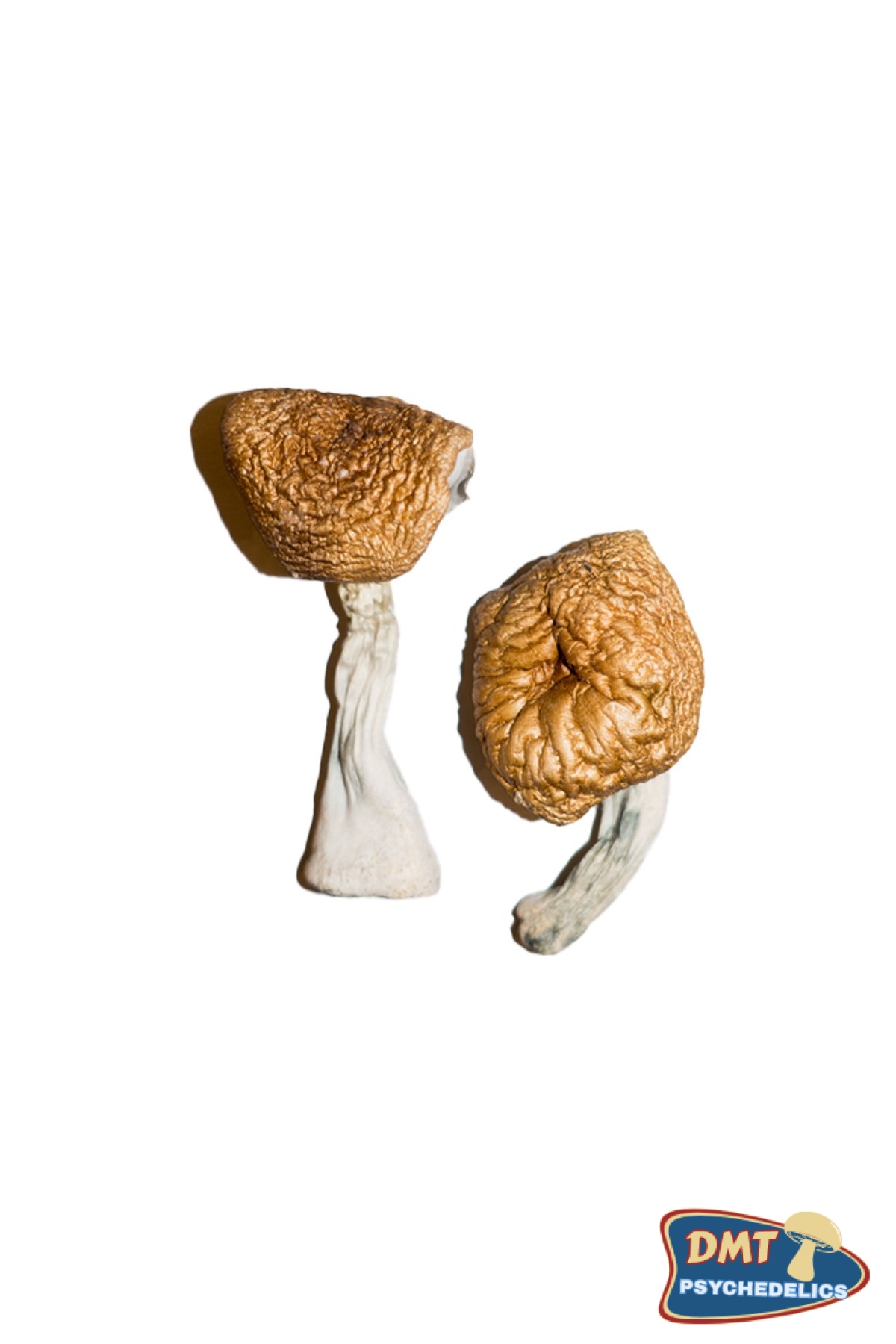 burmese-magic-mushrooms.jpg Burmese Magic Mushrooms - Image 1