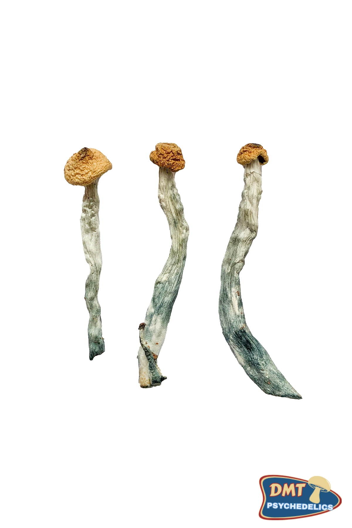 buy-creeper-magic-mushrooms.jpg Creeper Magic Mushrooms - Image 1