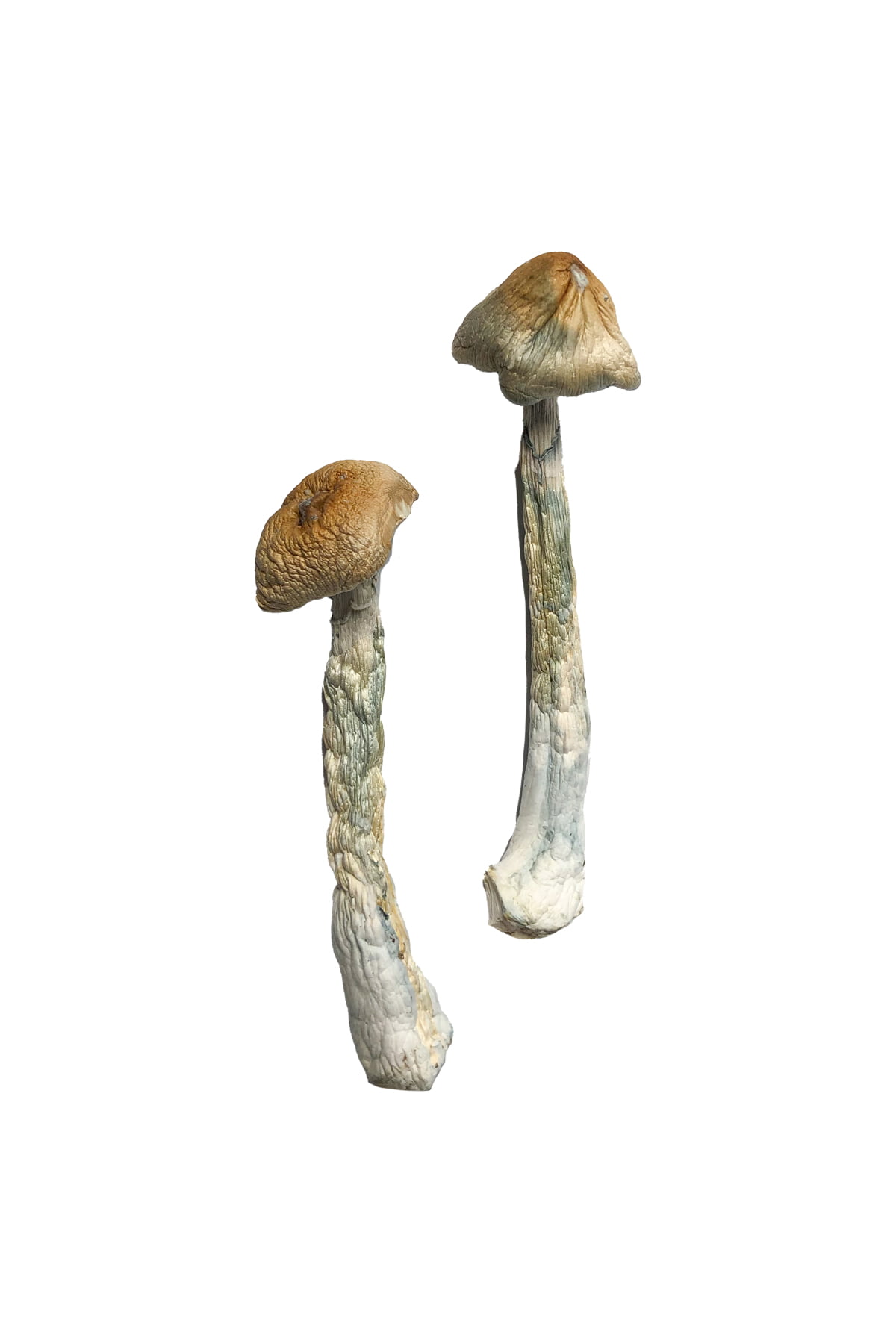 buy-hillbilly-magic-mushrooms.jpg HillBilly Magic Mushrooms - Image 1