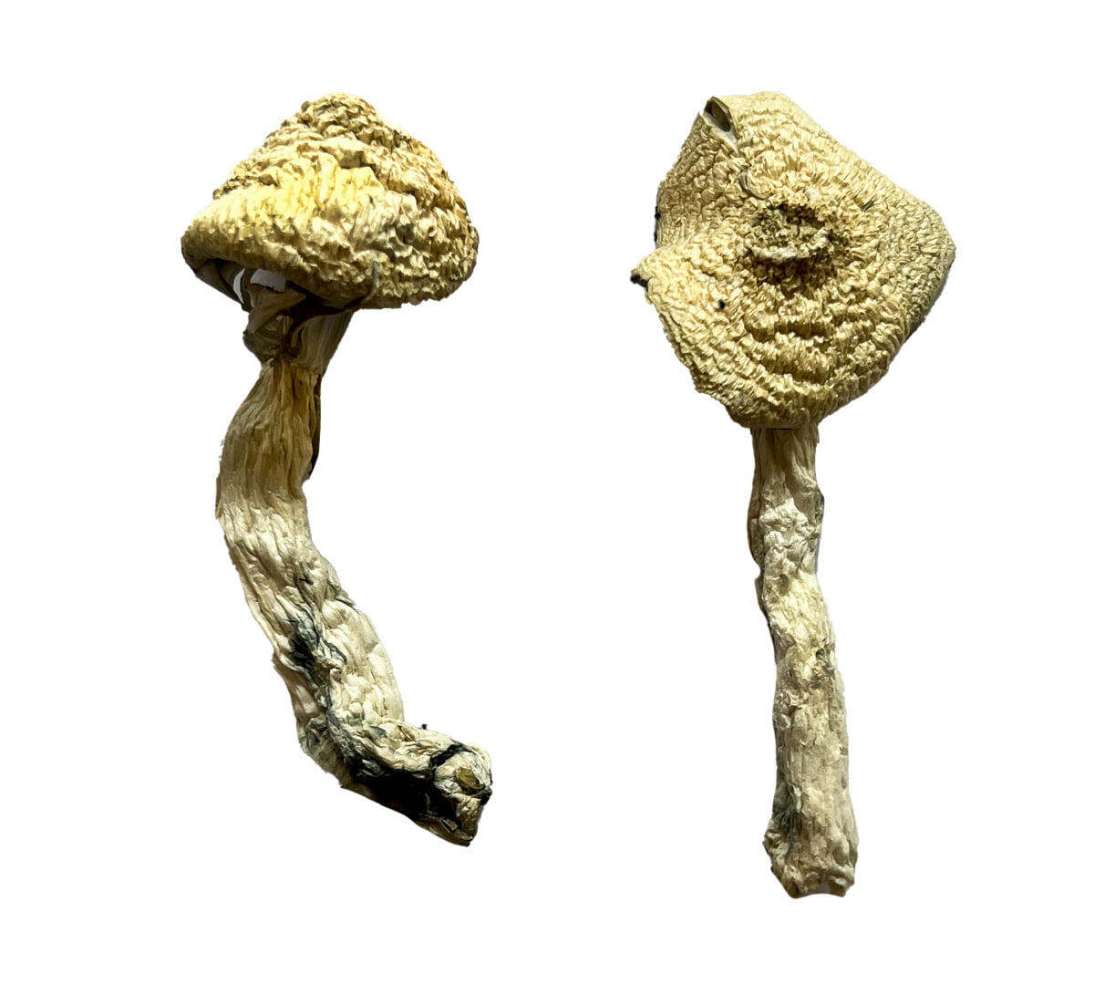 buy-jack-frost-magic-mushrooms.jpg Buy Jack Frost Magic Mushrooms - Image 1
