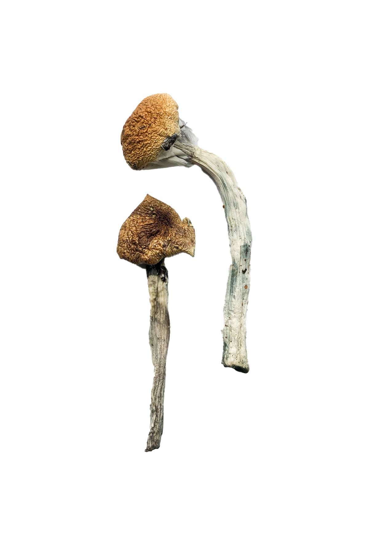 buy-jedi-mind-fuck-magic-mushrooms.jpg Buy Jedi Mind Fuck Magic Mushrooms - Image 1