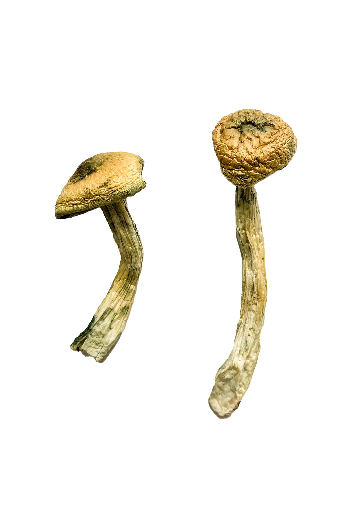 buy-jerry-garcia-magic-mushrooms.jpg Buy Jerry Garcia Magic Mushrooms - Image 1