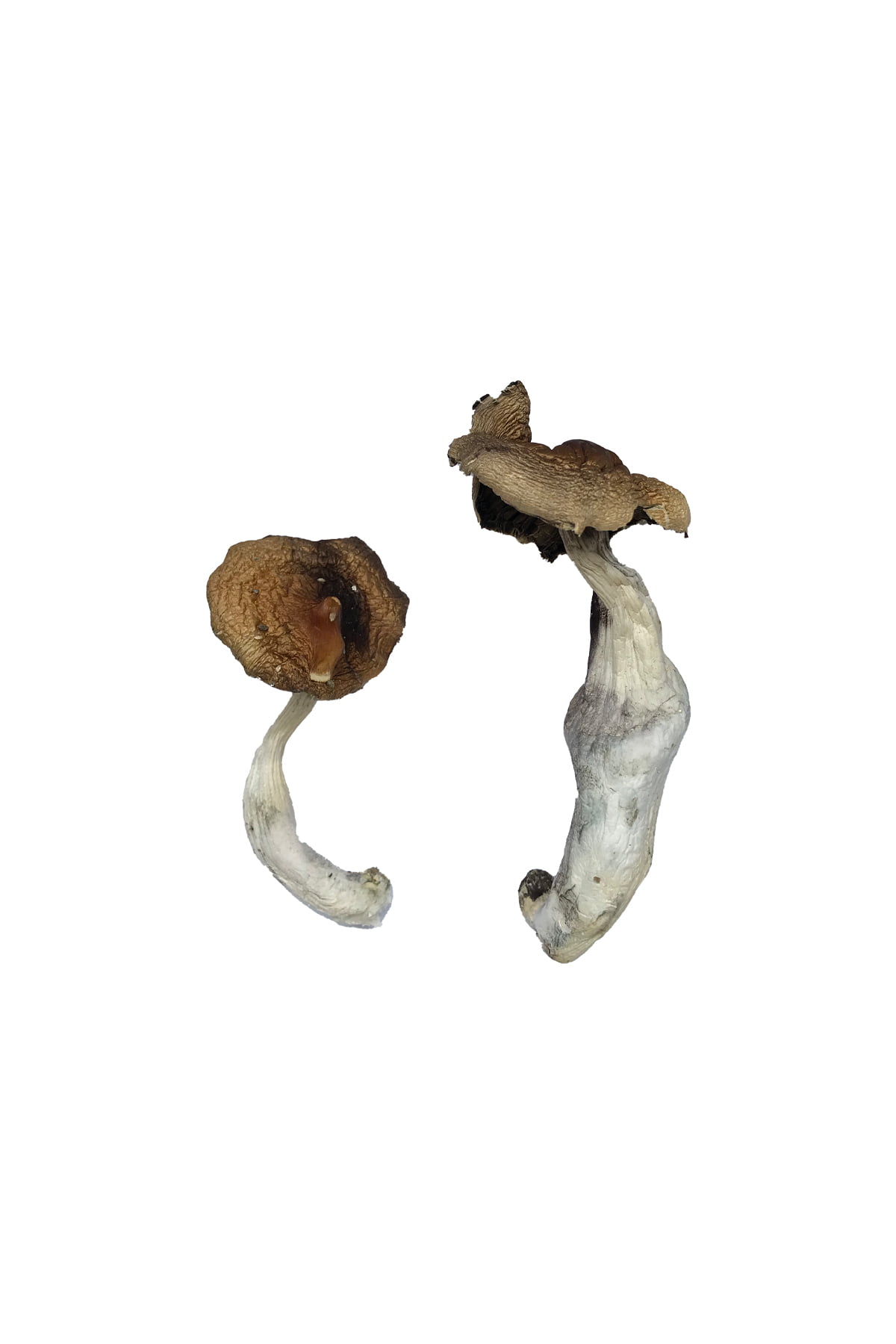 buy-koh-samui-magic-mushrooms.jpg Buy Koh Samui Magic Mushrooms - Image 1