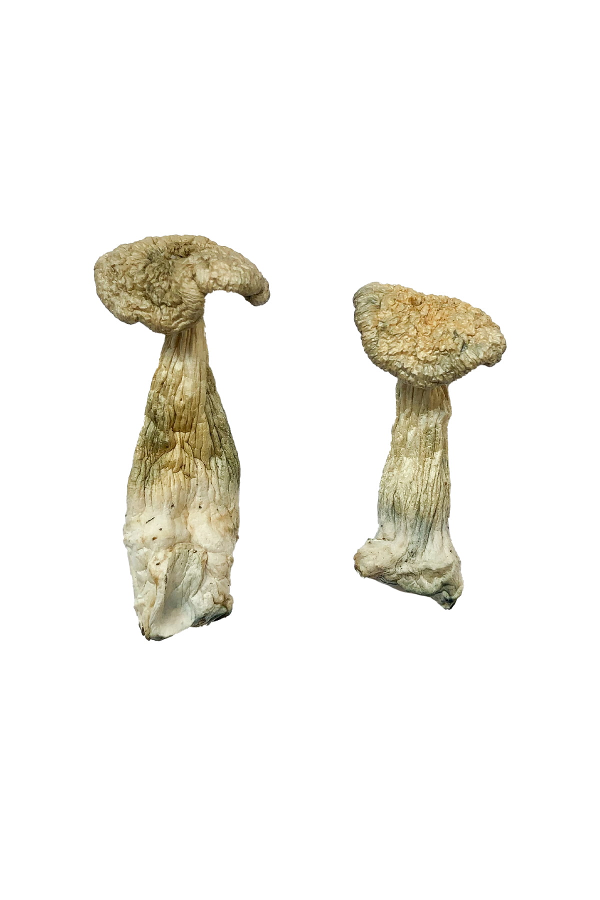 buy-leucistic-burma-magic-mushrooms.jpg Buy Leucistic Burma Magic Mushrooms - Image 1