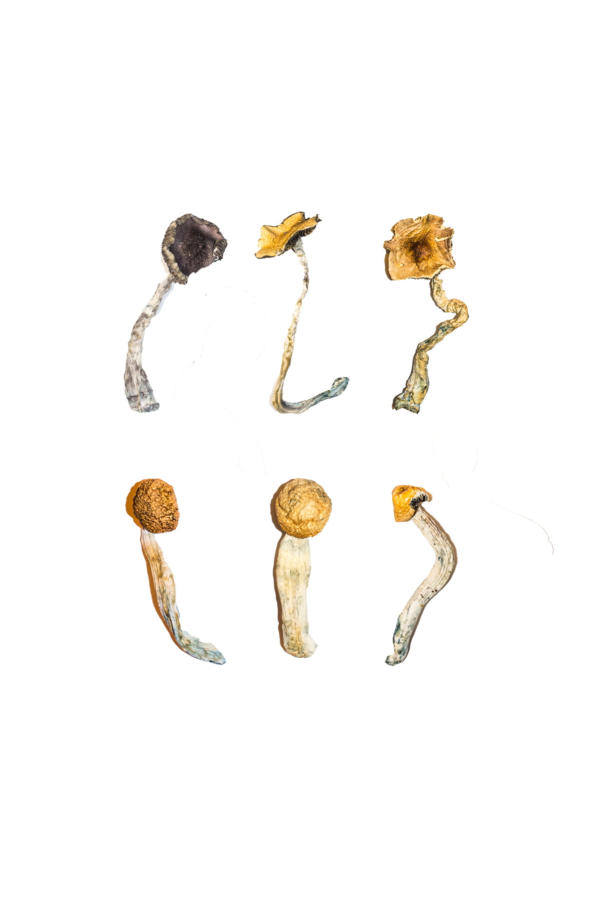 buy-magic-mushroom-sampler-kit-tasting-menu.jpg Buy Magic Mushroom Sampler Kit / Tasting Menu - Image 1
