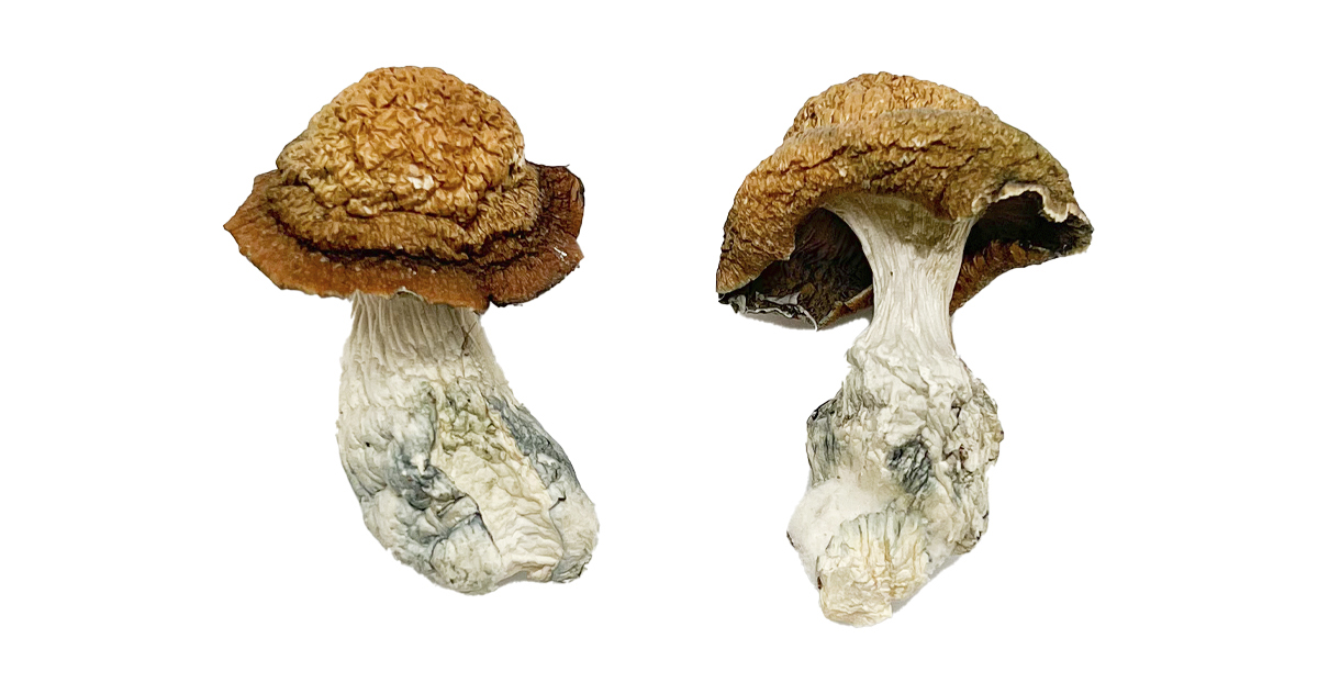 buy-makilla-gorilla-magic-mushrooms.jpg Buy Makilla Gorilla Magic Mushrooms - Image 1