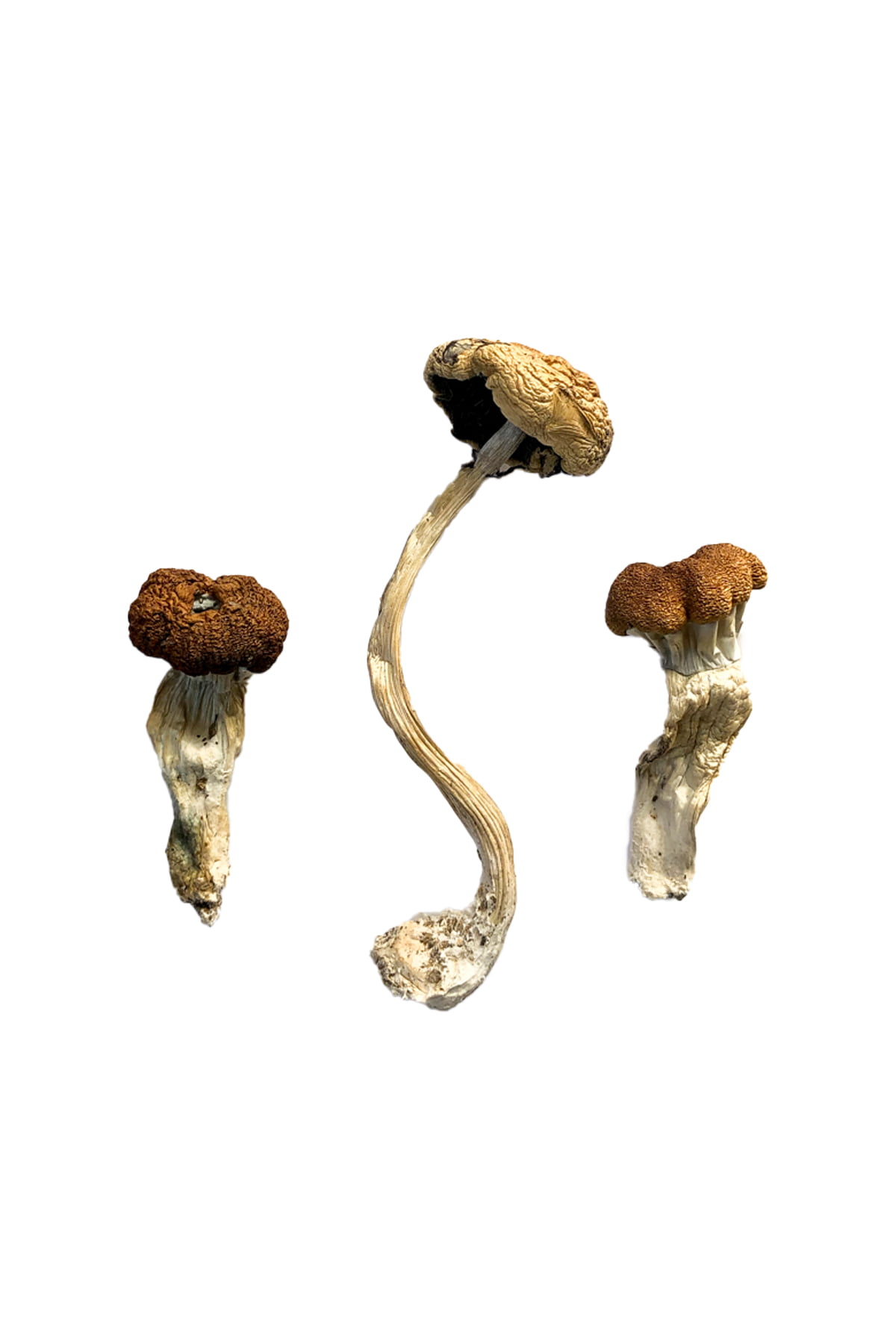 buy-malaysian-magic-mushrooms.jpg Buy Malaysian Magic Mushrooms - Image 1
