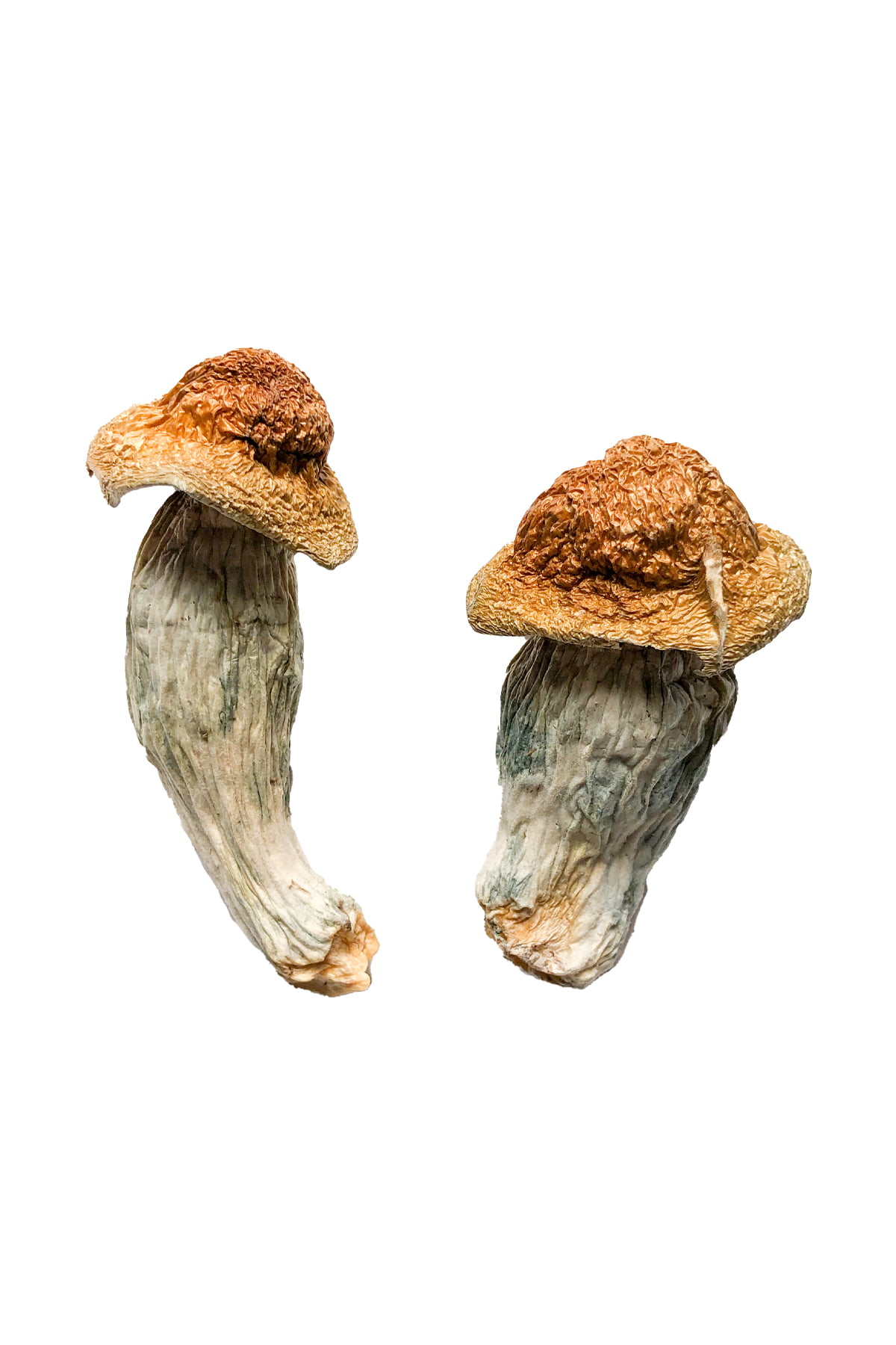 buy-melmac-homestead-penis-envy-magic-mushrooms.jpg Buy Melmac (Homestead Penis Envy) Magic Mushrooms - Image 1