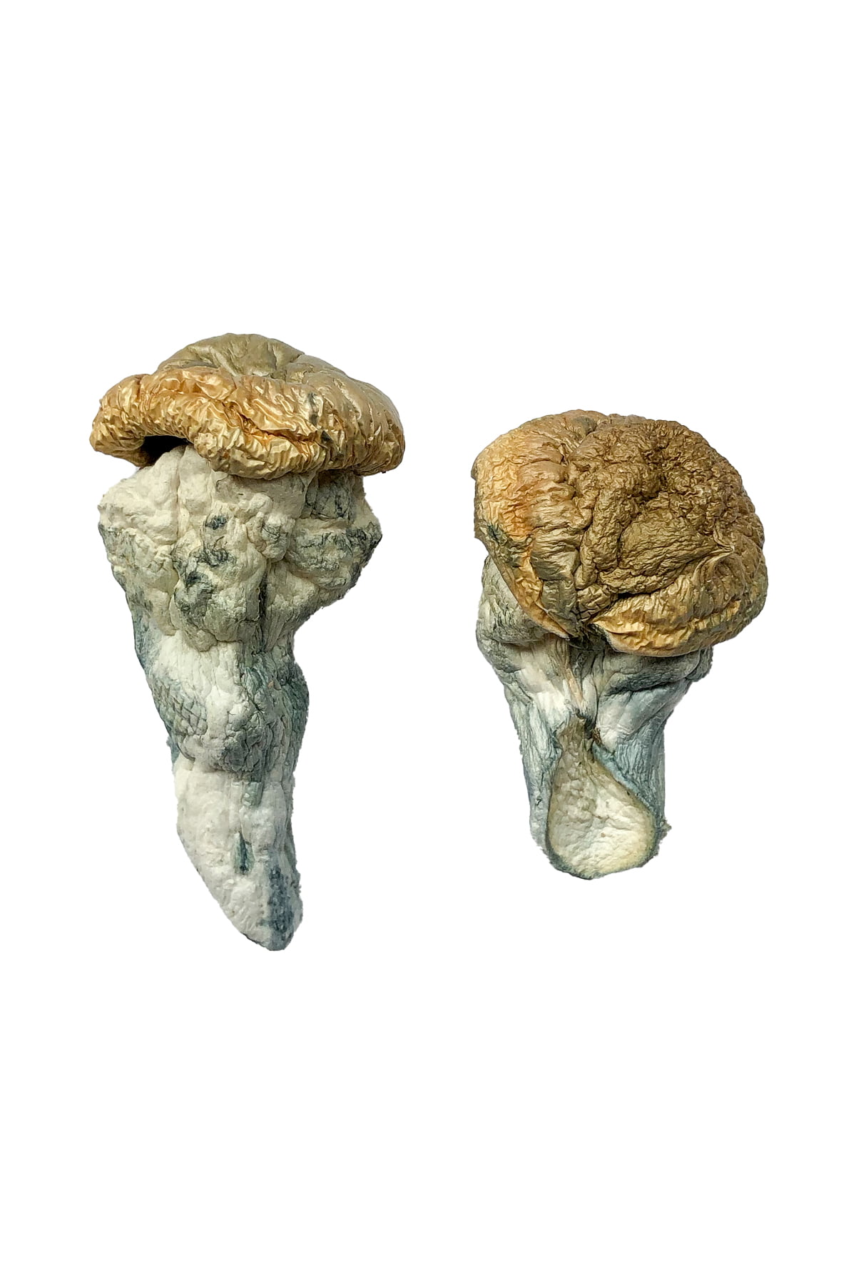buy-mystery-fatass-magic-mushrooms.jpg Buy Mystery Fatass Magic Mushrooms - Image 1