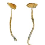 Buy Nepal Chitwan Magic Mushrooms