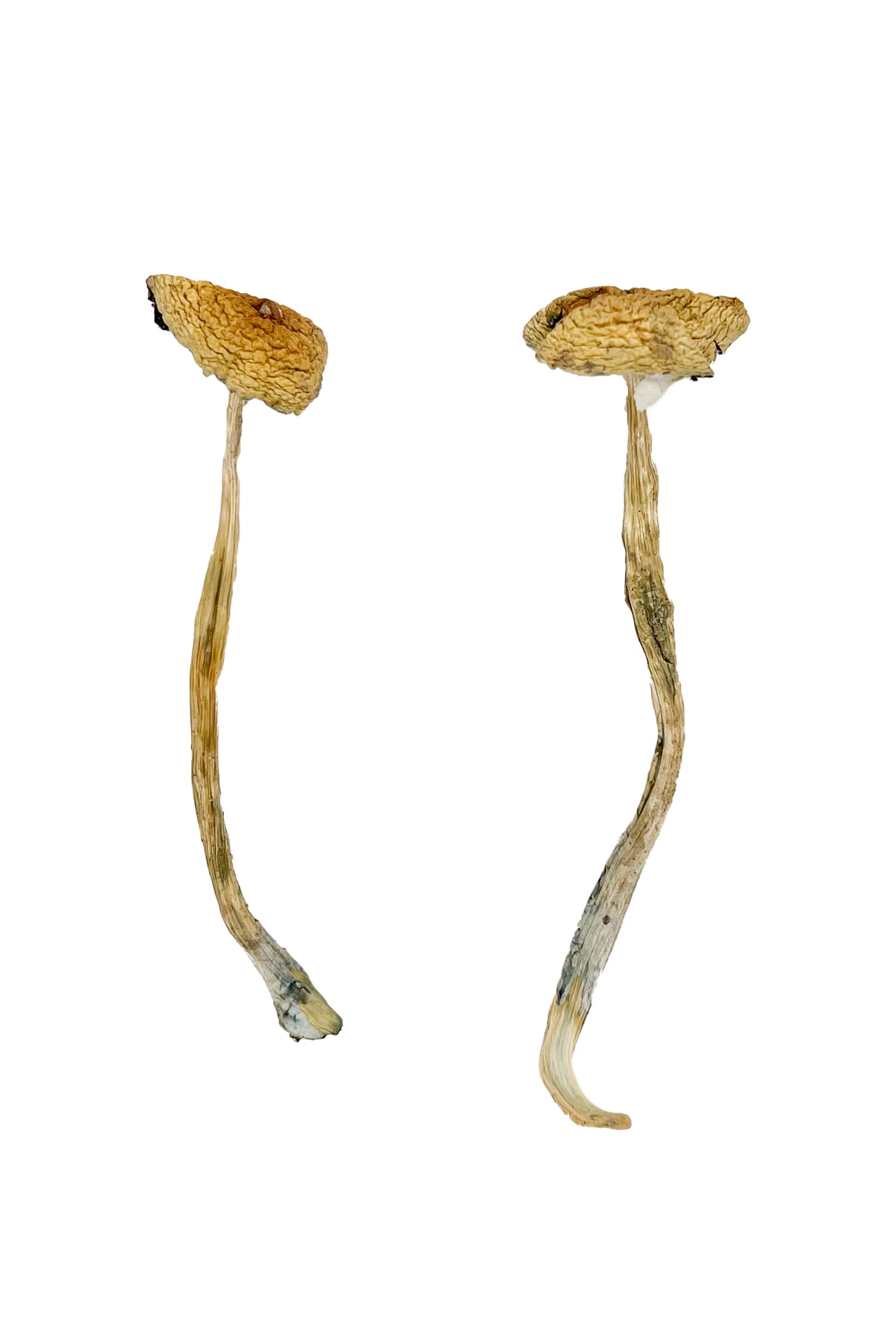 buy-nepal-chitwan-magic-mushrooms.jpg Buy Nepal Chitwan Magic Mushrooms - Image 1