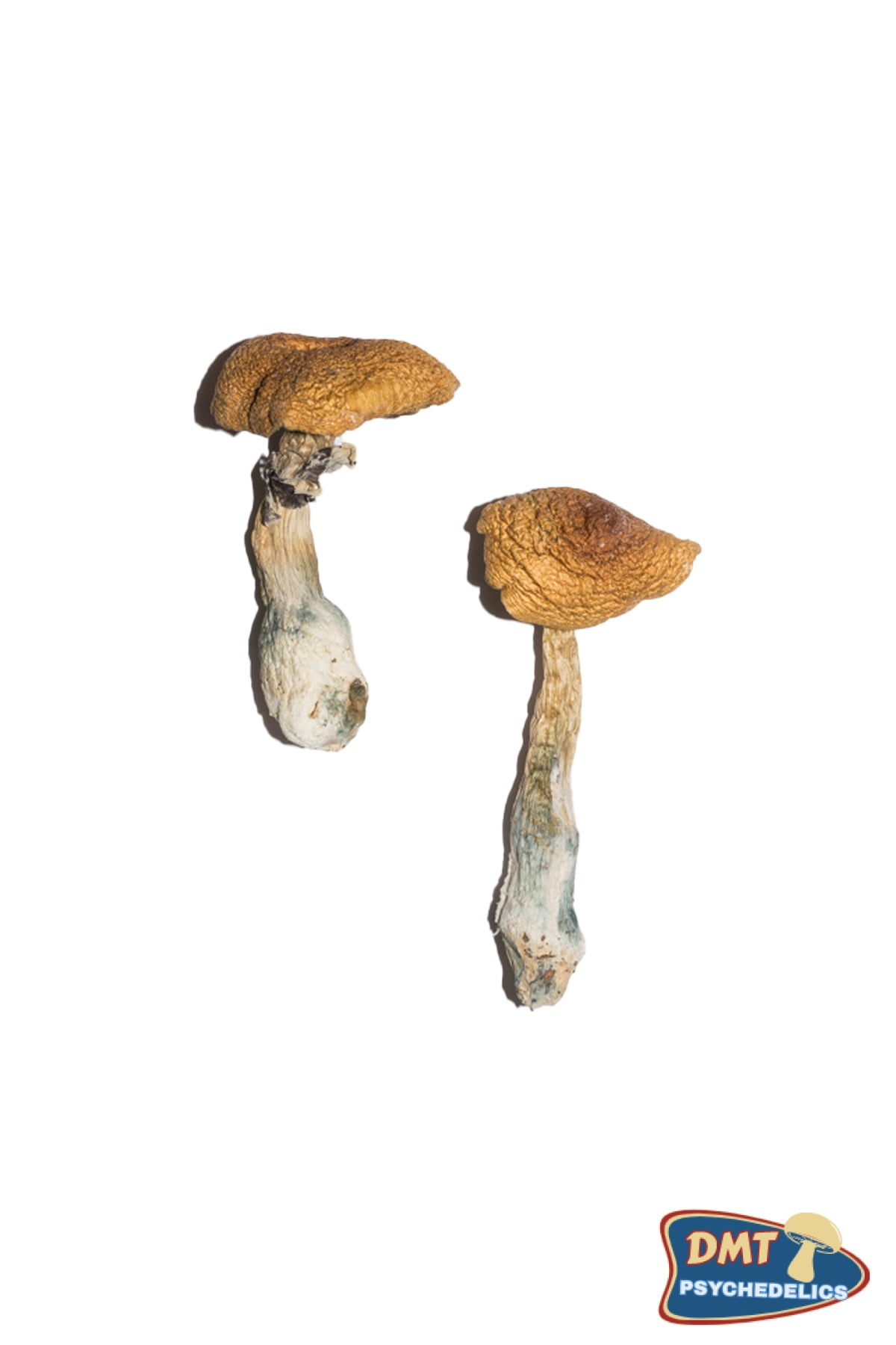 buy-penis-envy-6-pe6-magic-mushrooms.jpg Buy Penis Envy 6 (PE6) Magic Mushrooms - Image 1