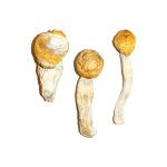 Buy Penis Envy Magic Mushrooms