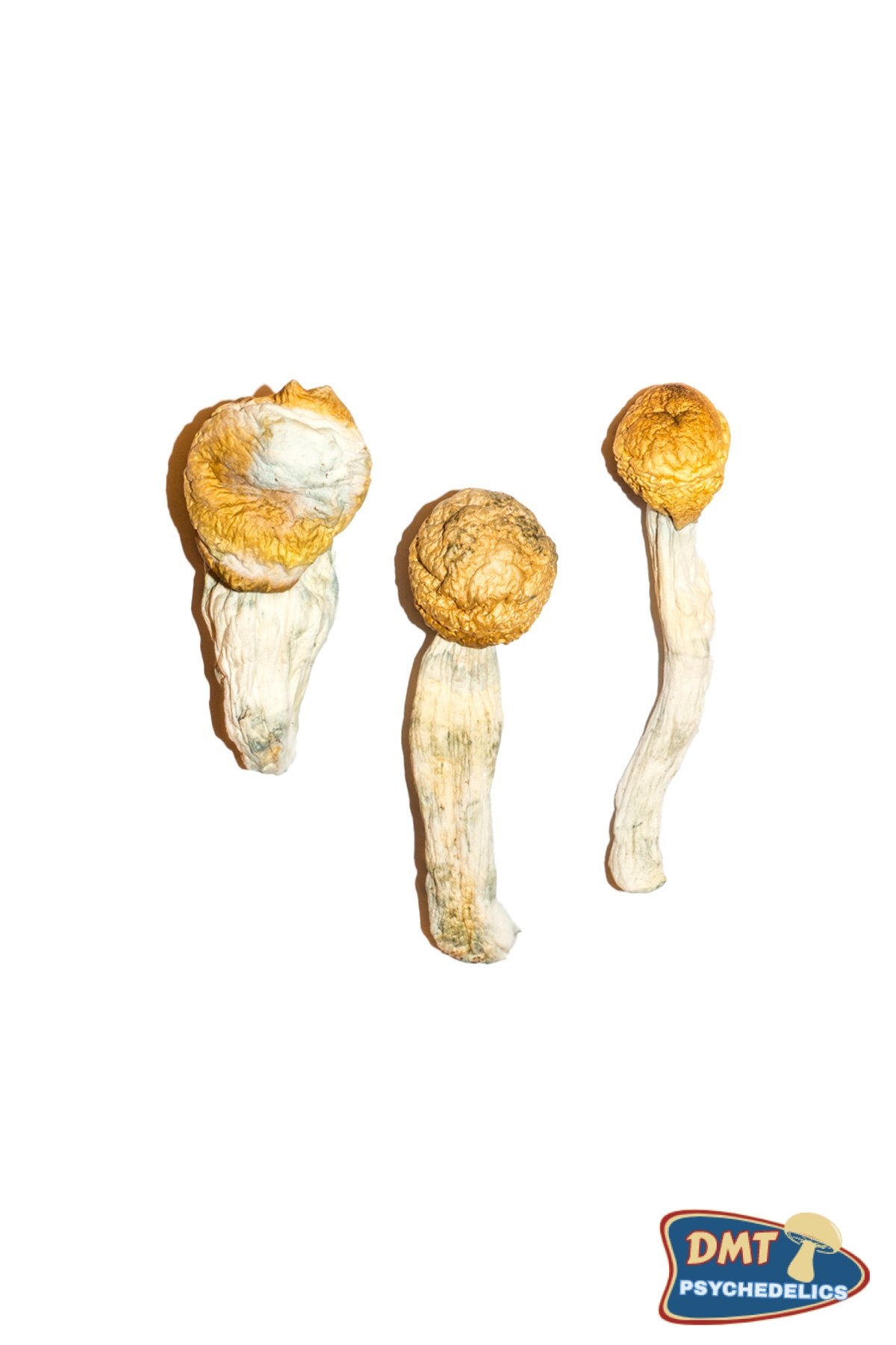 buy-penis-envy-magic-mushrooms.jpg Buy Penis Envy Magic Mushrooms - Image 1