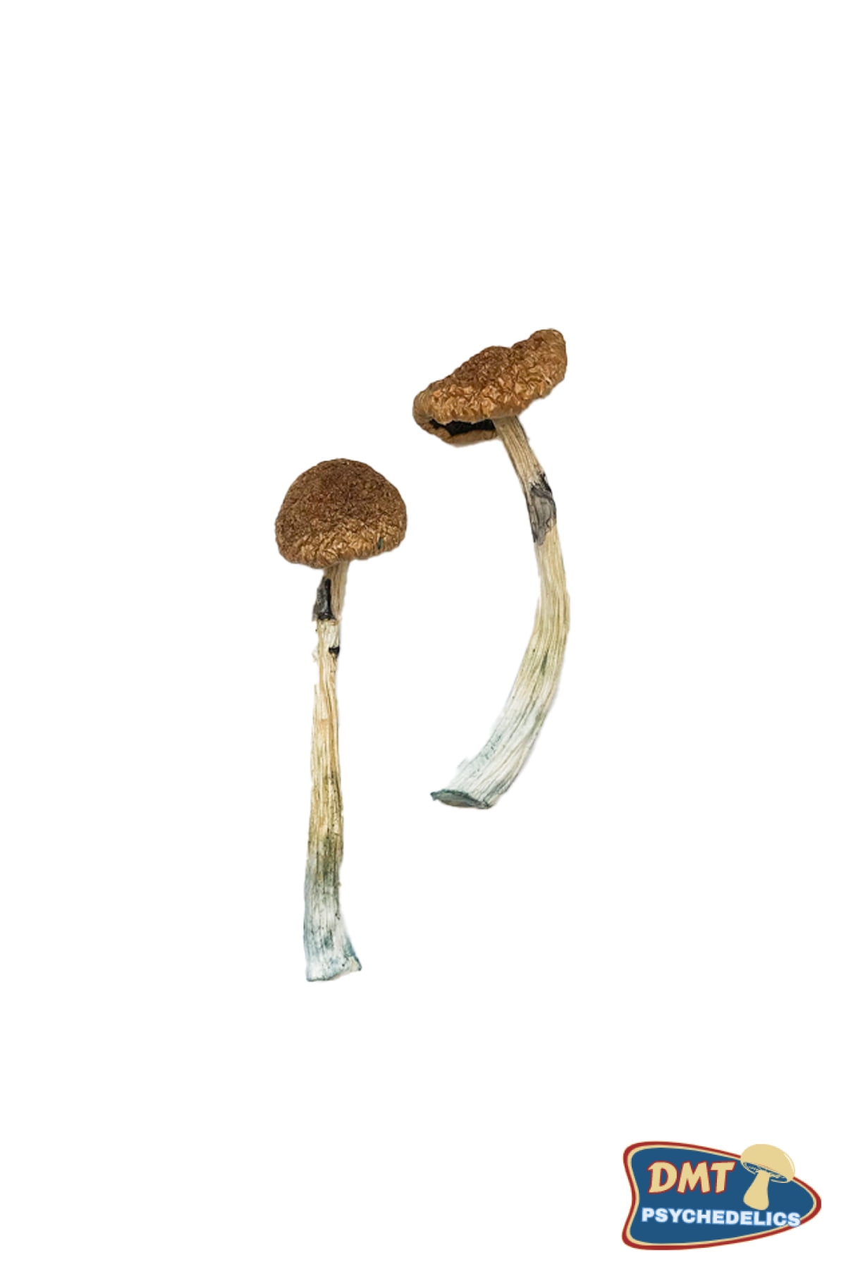 buy-puerto-rican-magic-mushrooms.jpg Buy Puerto Rican Magic Mushrooms - Image 1