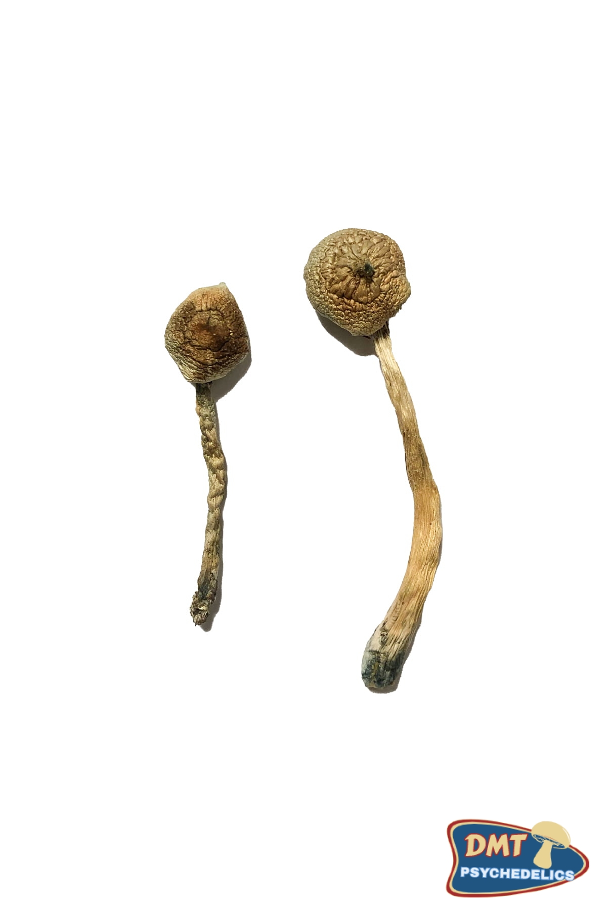 buy-rusty-whyte-magic-mushrooms.jpg Buy Rusty Whyte Magic Mushrooms - Image 1