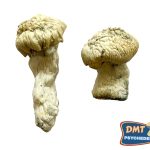 Buy Shakti (Albino Malabar) Magic Mushrooms