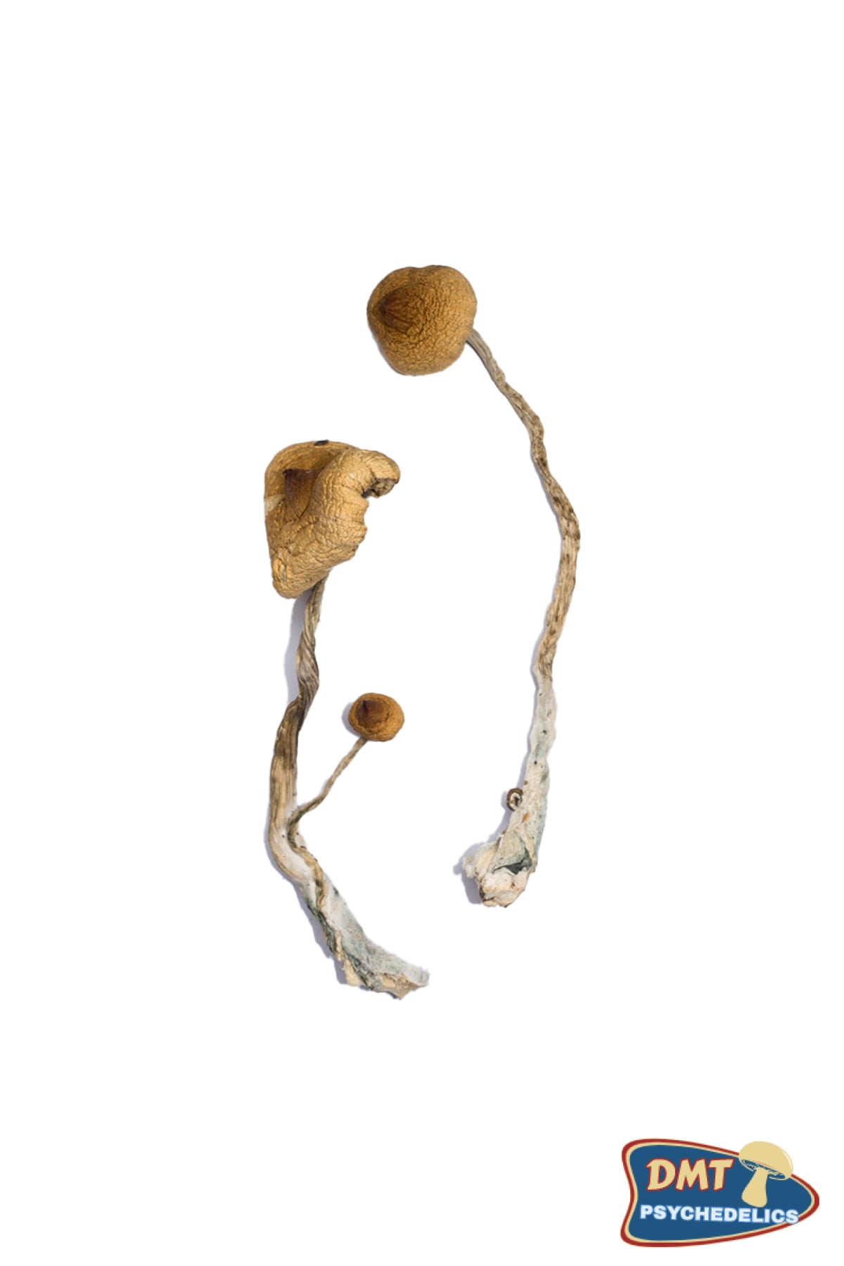 buy-syzygy-magic-mushrooms.jpg Buy Syzygy Magic Mushrooms - Image 1