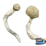 Buy Thrasher Magic Mushrooms