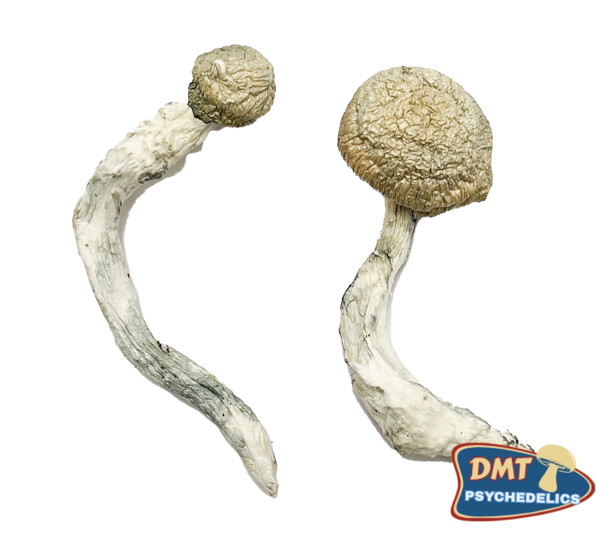 buy-thrasher-magic-mushrooms.jpg Buy Thrasher Magic Mushrooms - Image 1