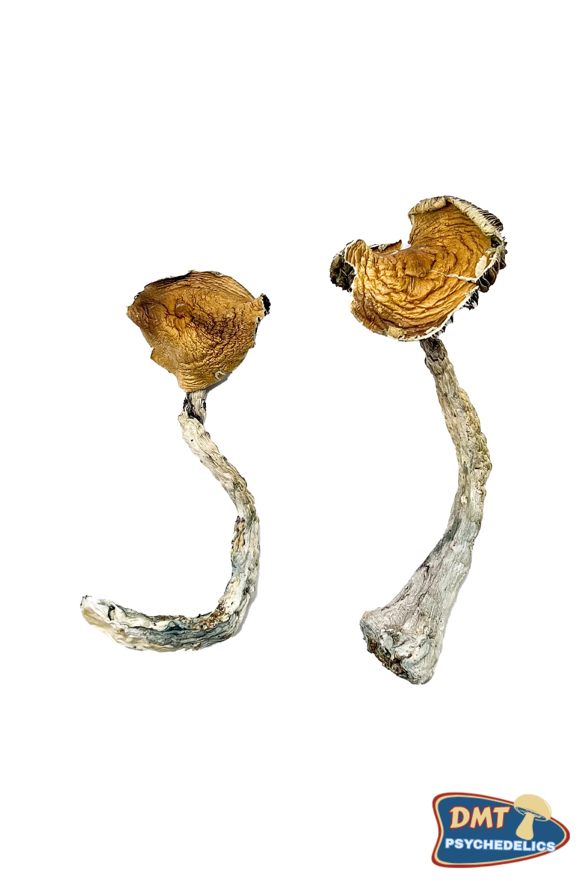 buy-tidal-wave-magic-mushrooms.jpg Buy Tidal Wave Magic Mushrooms - Image 1