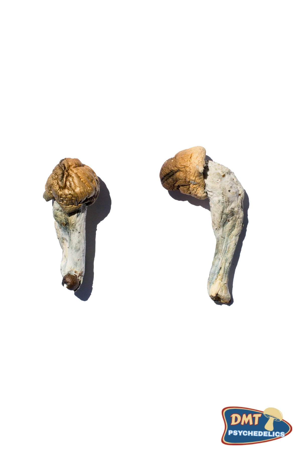 buy-trans-envy-magic-mushrooms.jpg Buy Trans Envy Magic Mushrooms - Image 1