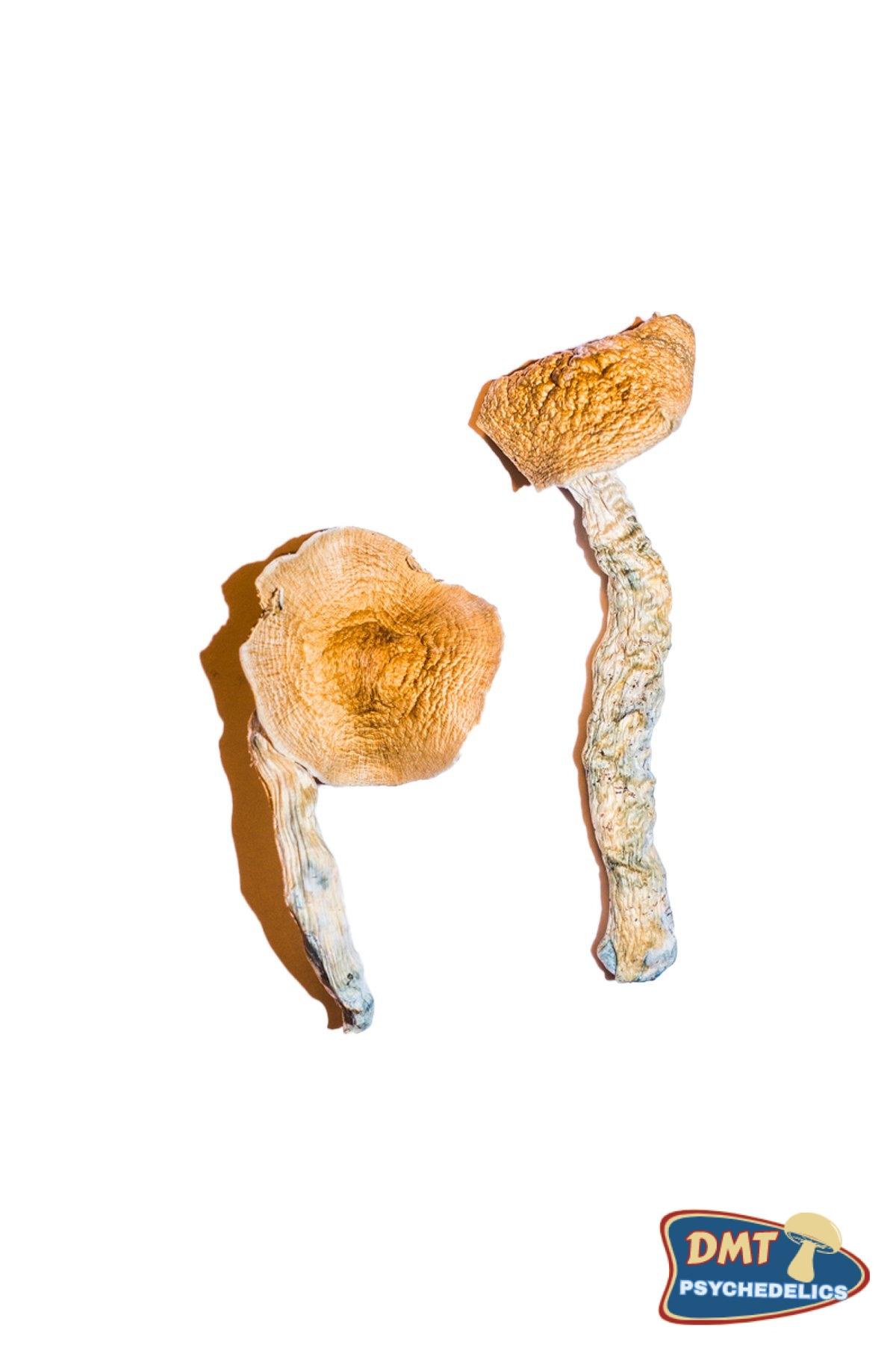 buy-transkei-magic-mushrooms.jpg Transkei Magic Mushrooms - Image 1