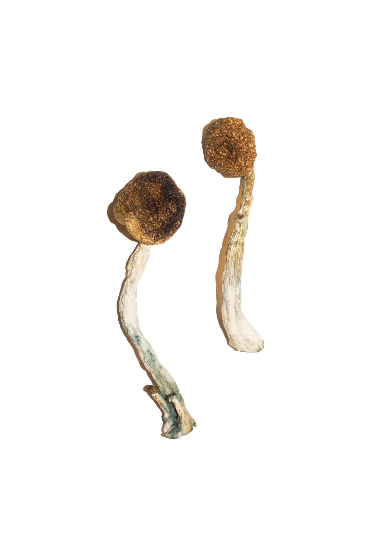 buy-treasure-coast-magic-mushrooms.jpg Buy Treasure Coast Magic Mushrooms - Image 1