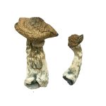 Buy Tri-Colour Ecuadorian Magic Mushrooms