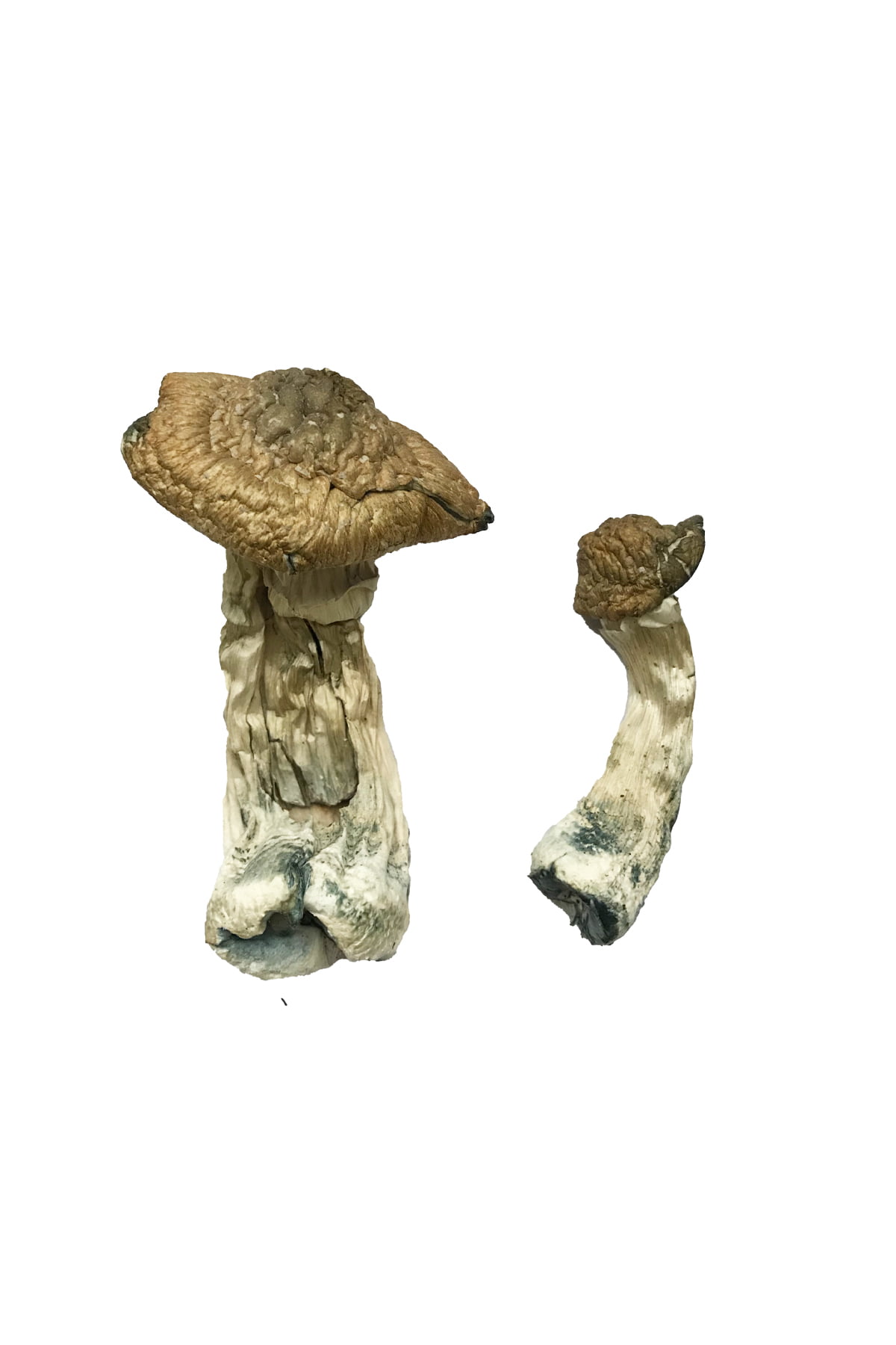 buy-tri-colour-ecuadorian-magic-mushrooms.jpg Buy Tri-Colour Ecuadorian Magic Mushrooms - Image 1