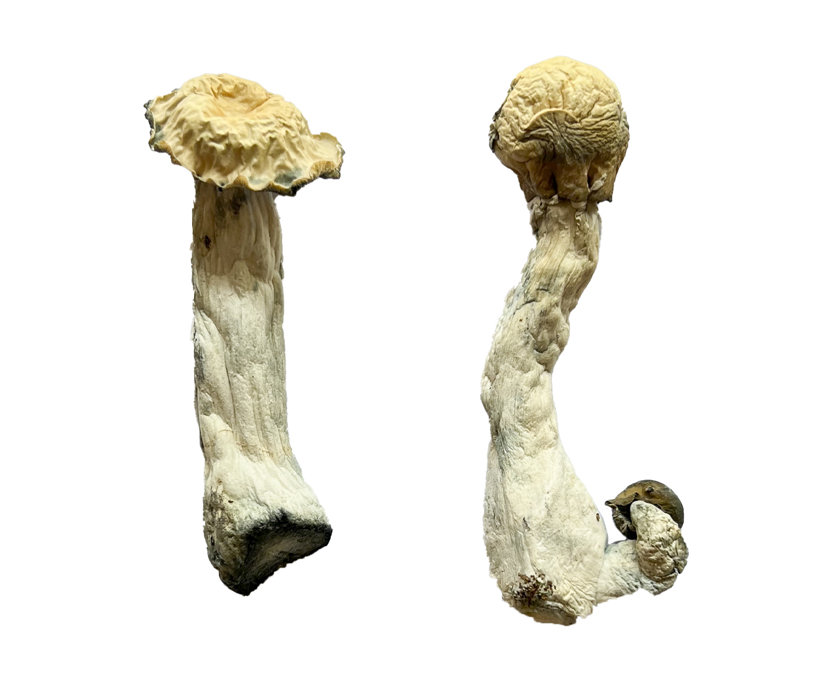 buy-trinity-magic-mushrooms.jpg Buy Trinity Magic Mushrooms - Image 1