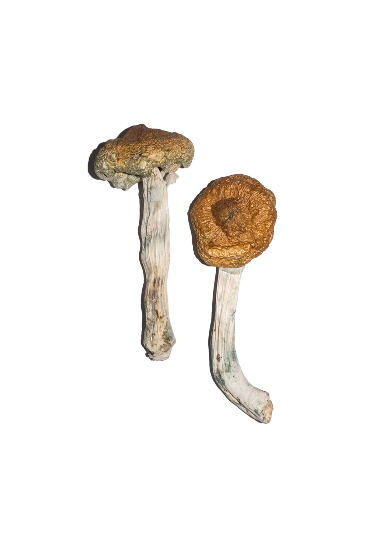 buy-vietnamese-magic-mushrooms.jpg Vietnamese Magic Mushrooms - Image 1