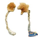 Costa Rican Blue Magic Mushrooms